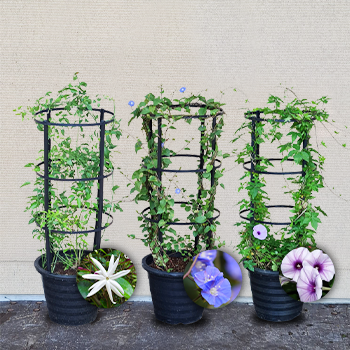 Wall Climbers 3 Plants